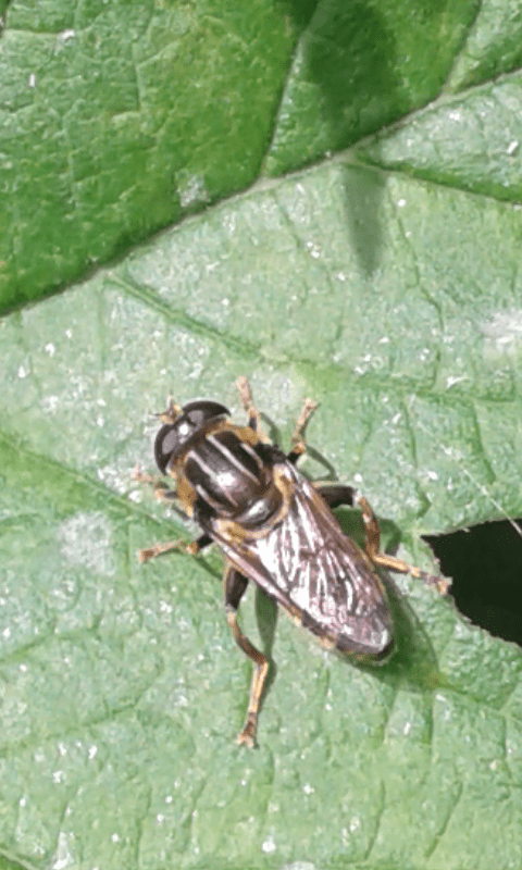 Syrphidae : Merodon sp.? cfr. ...